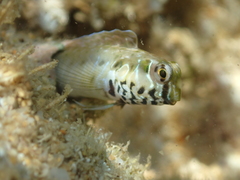 Omobranchus germaini