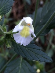Galeopsis segetum