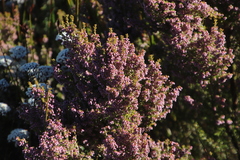 Erica hispidula