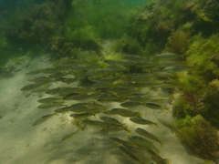 Helotes octolineatus