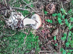 Leucocortinarius bulbiger