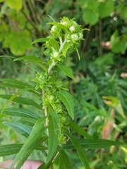 Solidago canadensis canadensis