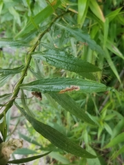 Solidago canadensis canadensis