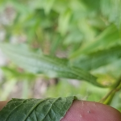 Solidago canadensis canadensis