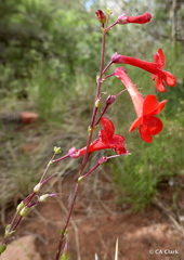 Penstemon utahensis