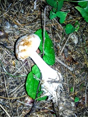 Leucocortinarius bulbiger