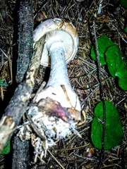 Leucocortinarius bulbiger