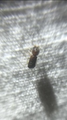 Xyloperthini