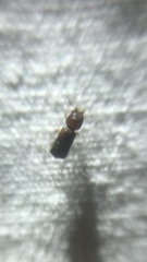 Xyloperthini