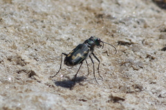 Cicindela senilis