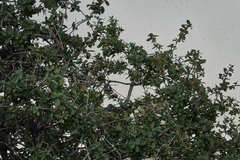 Quercus emoryi