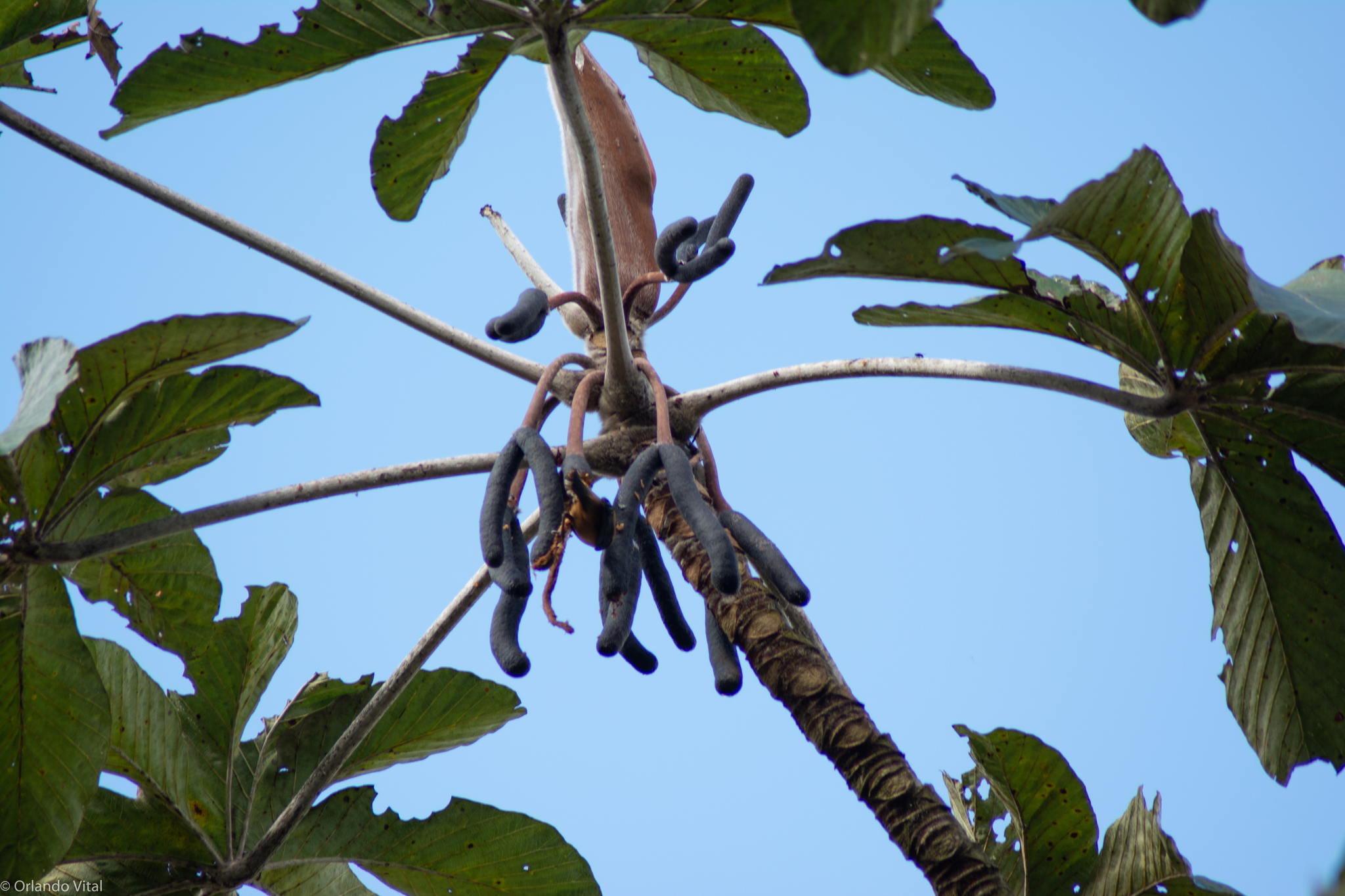 Cecropia hololeuca
