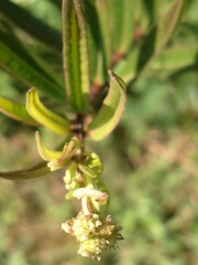 Asclepiadinae