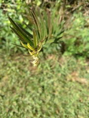 Asclepiadinae