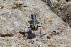 Cicindela senilis