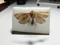 Pharmacis aemilianus