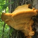 Orange Polypore - Photo (c) Jeff &amp; Sheila, some rights reserved (CC BY-NC), uploaded by Jeff &amp; Sheila