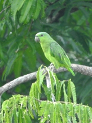 Graydidascalus brachyurus