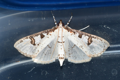 Palpita illibalis