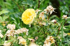 Rosa × harisonii
