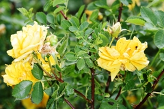 Rosa × harisonii