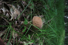 Boletus nobilis