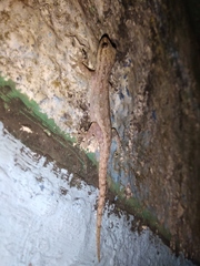 Hemidactylus frenatus