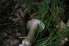 Boletus nobilis