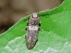 Agrypninae