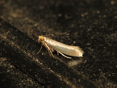 Argyresthia glabratella