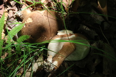 Tylopilus appalachiensis