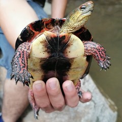 Rhinoclemmys pulcherrima rogerbarbouri