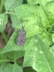 Villasitocoris inconspicuus