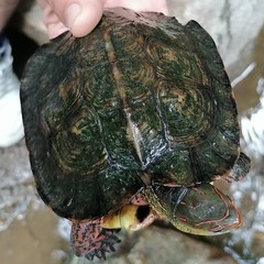 Rhinoclemmys pulcherrima rogerbarbouri