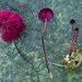Marasmius tucumanus - Photo (c) Danny Newman, some rights reserved (CC BY-NC-SA), uploaded by Danny Newman