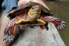 Rhinoclemmys pulcherrima rogerbarbouri