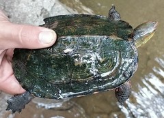 Rhinoclemmys pulcherrima rogerbarbouri