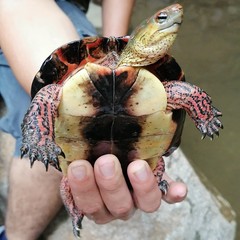 Rhinoclemmys pulcherrima rogerbarbouri