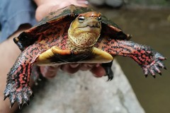 Rhinoclemmys pulcherrima rogerbarbouri