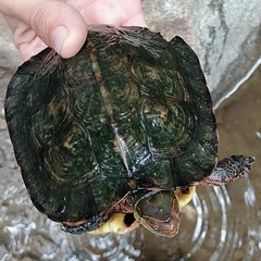 Rhinoclemmys pulcherrima rogerbarbouri