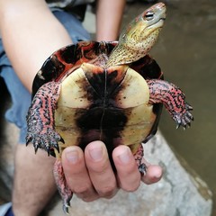 Rhinoclemmys pulcherrima rogerbarbouri