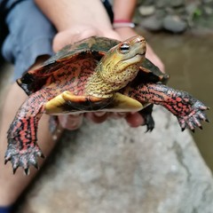 Rhinoclemmys pulcherrima rogerbarbouri