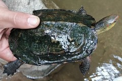 Rhinoclemmys pulcherrima rogerbarbouri