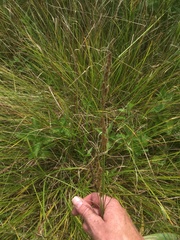 Carex annectens