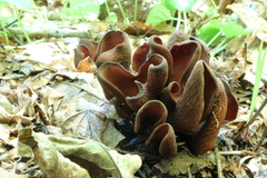 Wynnea americana