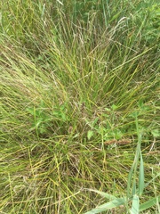 Carex annectens