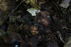 Wynnea americana