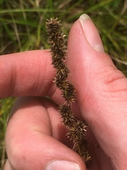 Carex annectens