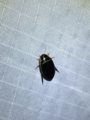 Thermonectus basillaris