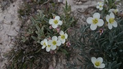 Nerisyrenia gracilis